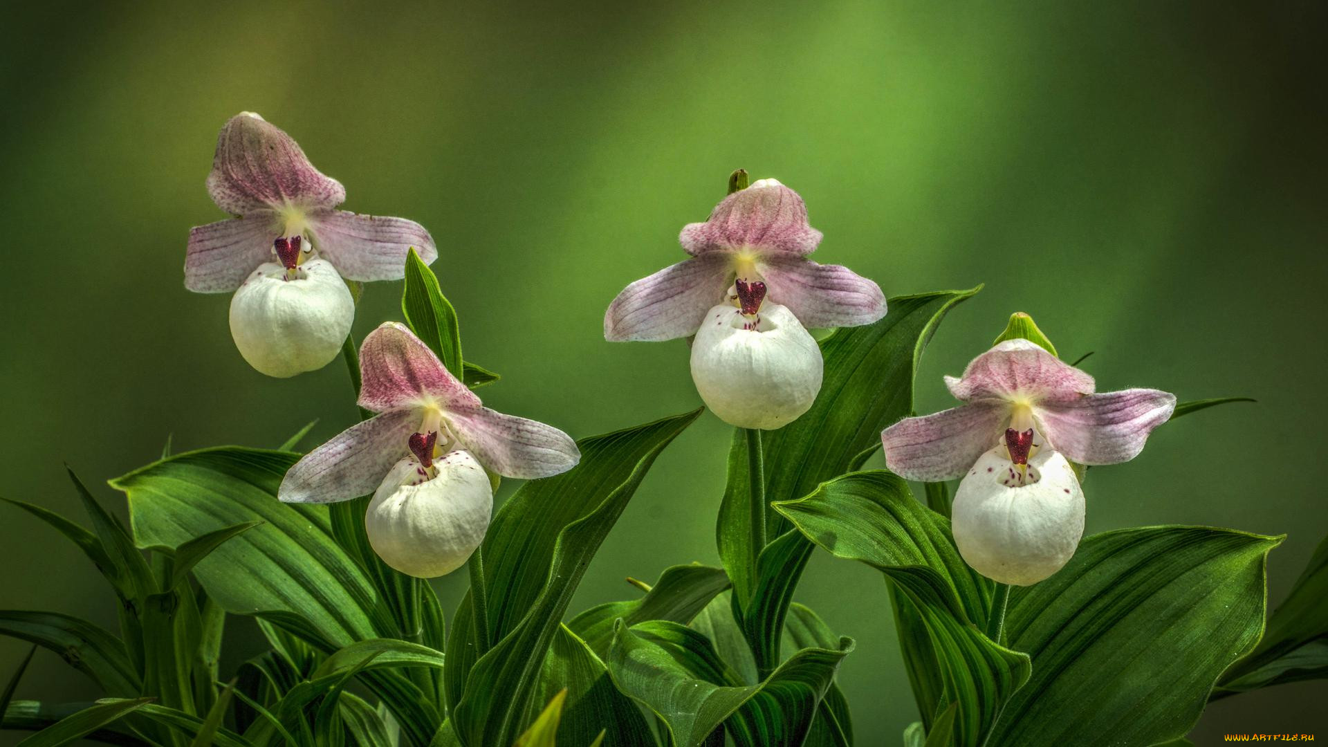 , , , , cypripedium, flavum, , 